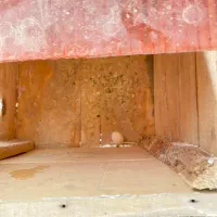 فروشی عروس هلندی|پرنده|مسجد سلیمان, |دیوار