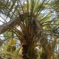 سایه کردن درخت پذیرفته میشود