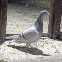 کبوتر پوست پیازی . غوره . ابلغ|پرنده|وحدتیه, |دیوار