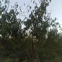 زمین-پایین-تر-از-میدان-عاشورا