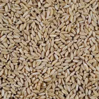 بذر گندم دیم صدارا|خدمات باغبانی و درختکاری|تبریز, |دیوار