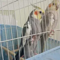 طوطی عروس یک  جفت