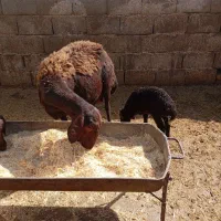 دوراس میش و بره غرل افشار|حیوانات مزرعه|بروجرد, |دیوار