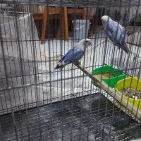فروش طوطی گرنجیک، عروس هلندی آلبینو، کوتوله برزیلی