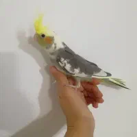 جوجه عروس هلندی ۱ماهه