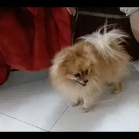 پامر نر ۲ ساله