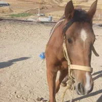 اسب|اسب و تجهیزات اسبسواری|سنندج, |دیوار