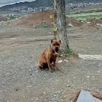 فروش سگ کن کورسو ماده