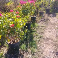 کاشت انواع نهال