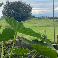 گل بابا آدم|گل و گیاه طبیعی|اسالم, |دیوار