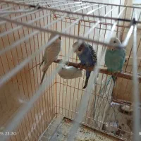 مرغ عشق|پرنده|آبادان, |دیوار