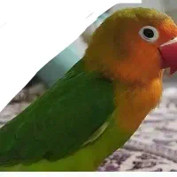 طوطی برزیلی گم شده