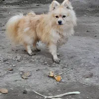 توله سگ نر دوساله|سگ|اردبیل, |دیوار