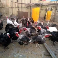 بوقلمون|حیوانات مزرعه|کرمانشاه, |دیوار