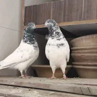 کفتر پاکستانی بعداز ظهری واقعی