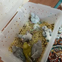 جوجه سرلاکی|پرنده|تهران, شهرک آتی شهر|دیوار