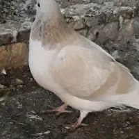 کبوتر شهرستانی( گرفتنی)|پرنده|تهران, علم و صنعت|دیوار