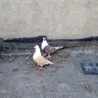 کلاغ کربلایی