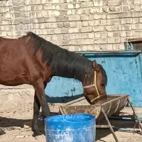 اسب|اسب و تجهیزات اسب‌سواری|قم, قلعه کامکار|دیوار