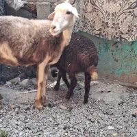 گوسفندورمارماده