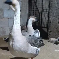 جفت قوغاز درجه یک