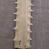 شمشیر تیغه اره ماهی