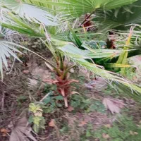 نهال پالم واشنگتن تنه قرمز