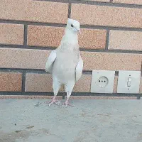 تعداد زیادی طوقی کرمانشاهی قیمتی