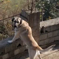 سگ پژدر