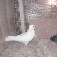 کفتر کبوتر|پرنده|تهران, هاشمآباد|دیوار