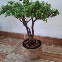 گل بونسای خرفه فیکوس سانسوریا یشم