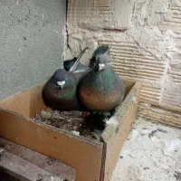 کفتر‌جفت‌موشی