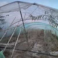 نایلون سوله خیار