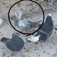 کفتر غریبگیری