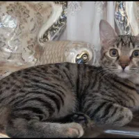 گربه واگذاری