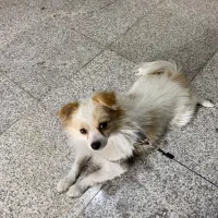 گمشده صاحب اصلیش منم سگ