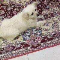 سفید برفی ماده