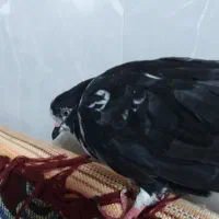 حیوان|پرنده|تهران, انبار نفت|دیوار