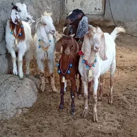 5راس کولار بزغاله بزرگ نژاد دوقلوزاونسل شیرا ابستن