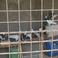 کفتر.کبوتر طوقی کاکلی