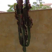 گیاه طبیعی افوربیا قرمز|گل و گیاه طبیعی|قائم‌شهر, |دیوار