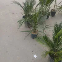 انواع گلهای آپارتمانی