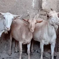 بز سانن ابستن