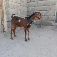 یک عدد کهره نر