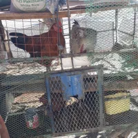 فروش مرغ و خروس زنده