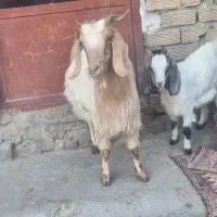 فروش بز وبزغاله|حیوانات مزرعه|دورود, |دیوار