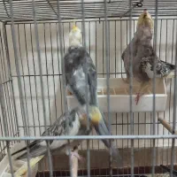 عروس لوتینو جفت|پرنده|تبریز, |دیوار