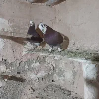 کفتر تهرانی شازده قرمز|پرنده|تهران, شهرک رضویه|دیوار