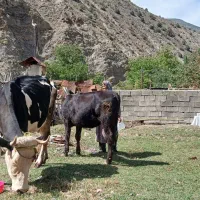 فروش گوساله ماده یک سال و سه ماه|حیوانات مزرعه|مهدی شهر, |دیوار