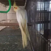 عروس هلندی مرغ عشق پروانه